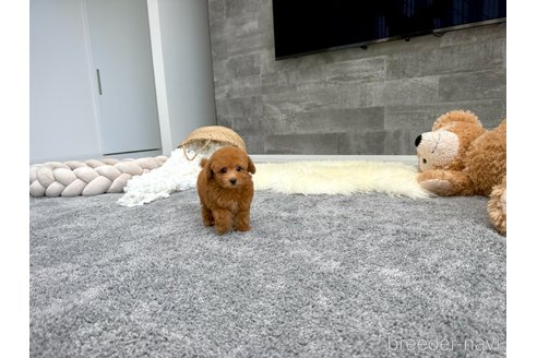 成約済の滋賀県のタイニープードル-349594の4枚目