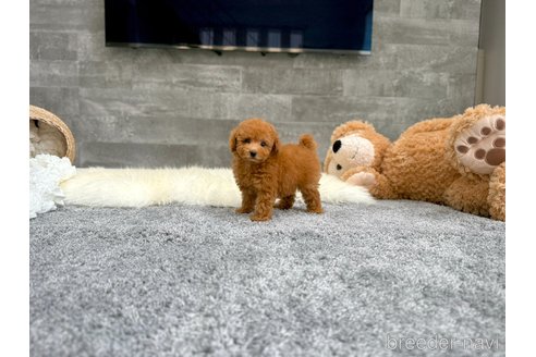 成約済の滋賀県のタイニープードル-349594の3枚目