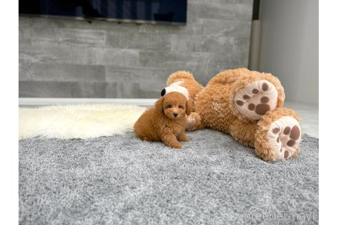 成約済の滋賀県のタイニープードル-349599の3枚目