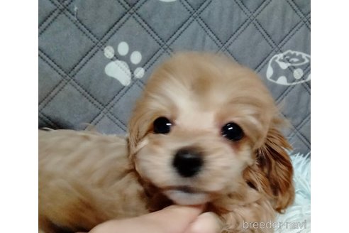 成約済の埼玉県のマルプー:マルチーズ×トイプードル-345088の3枚目
