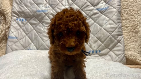 成約済の滋賀県のトイプードル-347590の2枚目