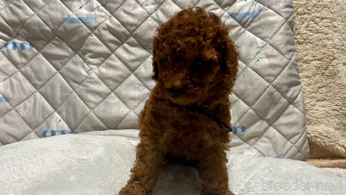 成約済の滋賀県のトイプードル-347590の3枚目