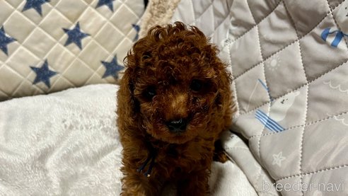 成約済の滋賀県のトイプードル-347590の1枚目