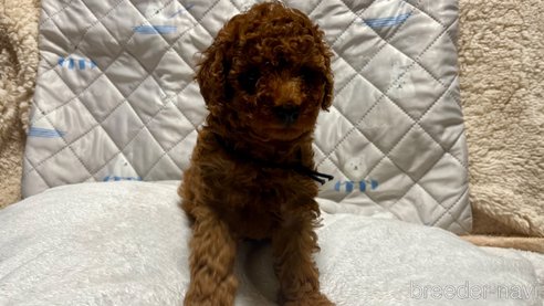 成約済の滋賀県のトイプードル-347590の5枚目