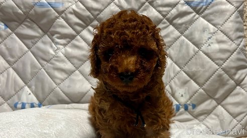成約済の滋賀県のトイプードル-347590の4枚目