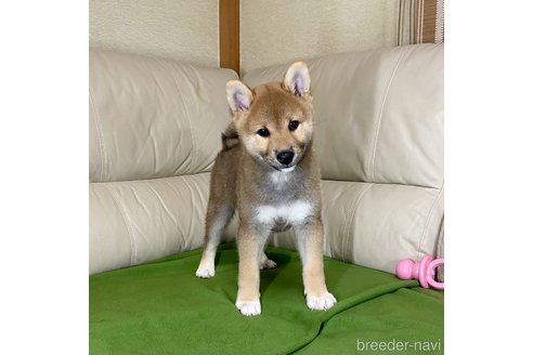 成約済の茨城県の柴犬-336629の3枚目