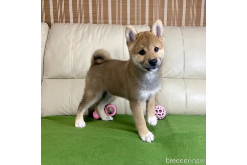 成約済の茨城県の柴犬-336629の2枚目