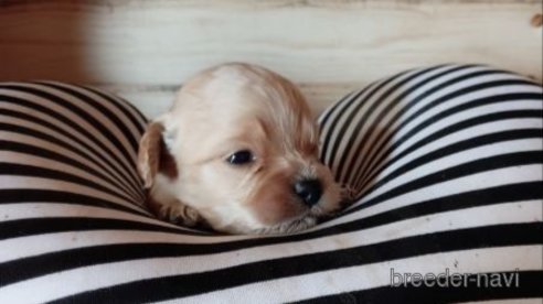 成約済の茨城県のミックス犬-349628の7枚目