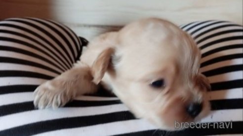成約済の埼玉県のミックス犬-349628の6枚目