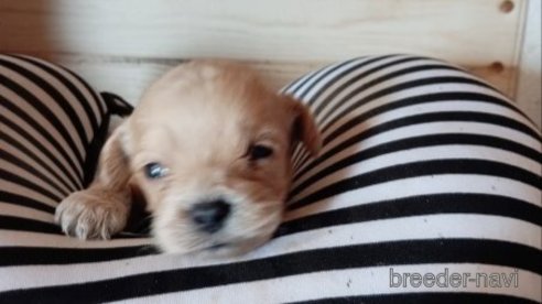 成約済の茨城県のミックス犬-349628の8枚目