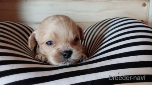 成約済の茨城県のミックス犬-349628の10枚目