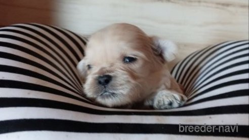 成約済の埼玉県のミックス犬-349631の8枚目