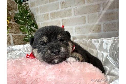 成約済の愛知県の柴犬-348527の11枚目