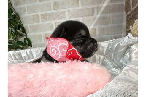 成約済の愛知県の柴犬-348527の10枚目