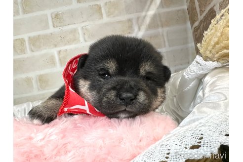 成約済の愛知県の柴犬-348527の9枚目