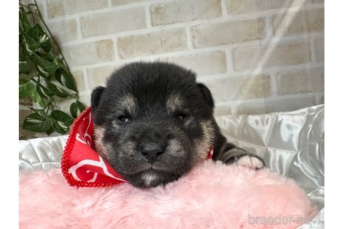成約済の愛知県の柴犬-348527の8枚目