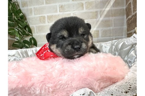 成約済の愛知県の柴犬-348527の7枚目