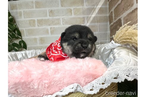 成約済の愛知県の柴犬-348527の6枚目