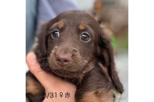 成約済の埼玉県のミニチュアダックスフンド(ロングヘアード)-349652の9枚目