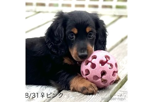 成約済の埼玉県のミニチュアダックスフンド(ロングヘアード)-349654の12枚目