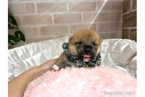 成約済の愛知県の柴犬-348520の17枚目