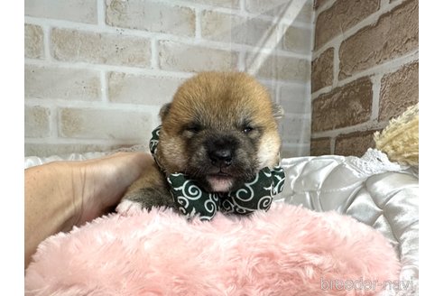 成約済の愛知県の柴犬-348520の15枚目