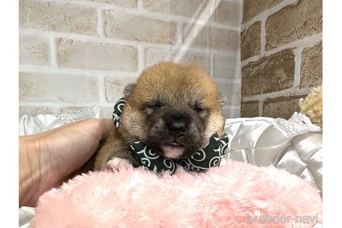 成約済の愛知県の柴犬-348520の13枚目