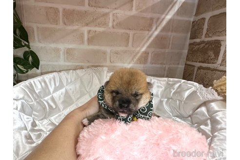 成約済の愛知県の柴犬-348520の12枚目