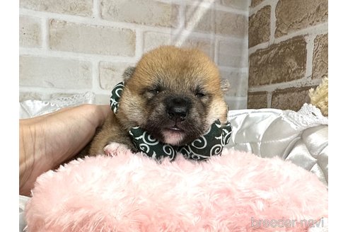 成約済の愛知県の柴犬-348520の11枚目