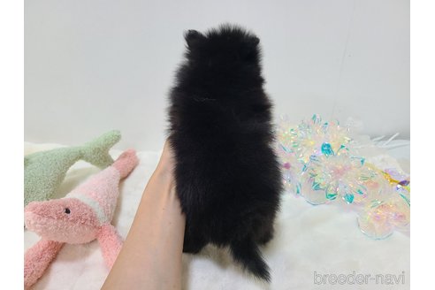 成約済の東京都のポメラニアン-349661の6枚目
