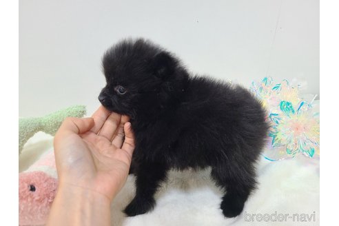 成約済の東京都のポメラニアン-349661の4枚目