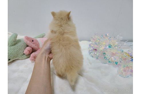 販売中の東京都のポメラニアン-349662の24枚目