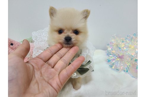 販売中の東京都のポメラニアン-349662の23枚目