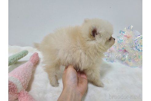 成約済の東京都のポメラニアン-349665の16枚目