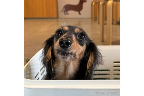 成約済の福岡県のミニチュアダックスフンド(ロングヘアード)-347750の2枚目