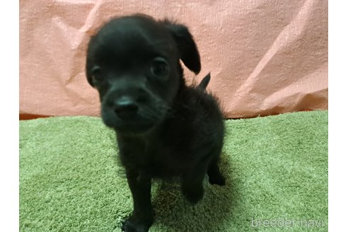 成約済の愛知県のチワプー:チワワ×トイプードル-346953の13枚目