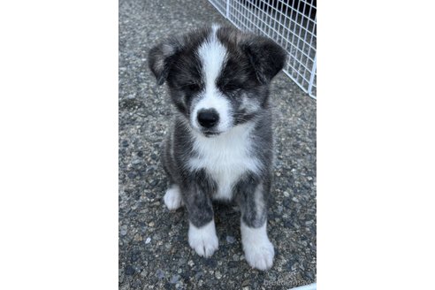 成約済の滋賀県の秋田犬-341038の1枚目
