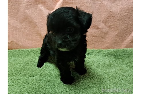 成約済の愛知県のチワプー:チワワ×トイプードル-346950の1枚目