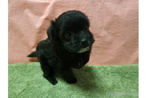 成約済の愛知県のチワプー:チワワ×トイプードル-346950の2枚目