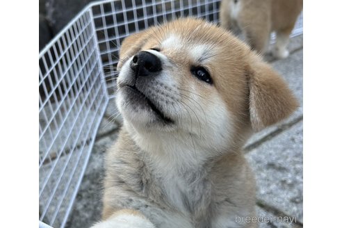 成約済の滋賀県の秋田犬-349680の2枚目