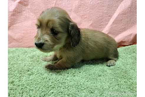 成約済の愛知県のミニチュアダックスフンド(ロングヘアード)-344819の12枚目