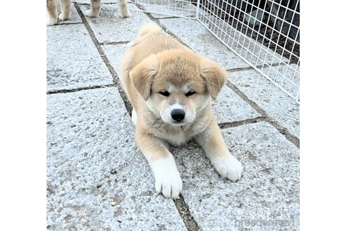 成約済の滋賀県の秋田犬-349680の1枚目