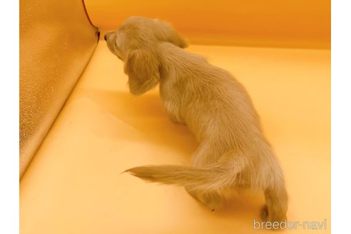 成約済の東京都のミニチュアダックスフンド(ロングヘアード)-349684の3枚目