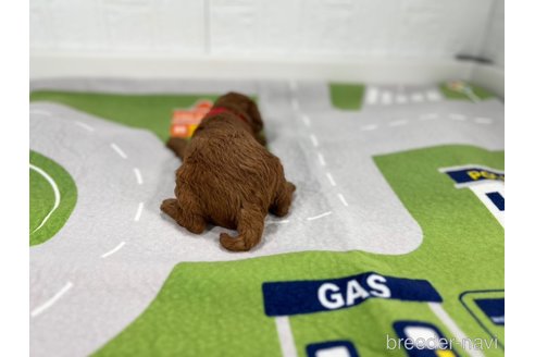 成約済の愛知県のトイプードル-349693の4枚目
