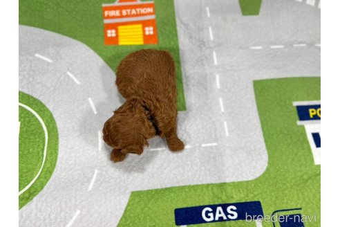 成約済の愛知県のトイプードル-349694の6枚目