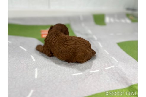 成約済の愛知県のトイプードル-349697の3枚目