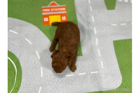 成約済の愛知県のトイプードル-349697の4枚目
