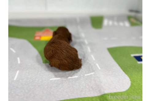 成約済の愛知県のトイプードル-349697の5枚目
