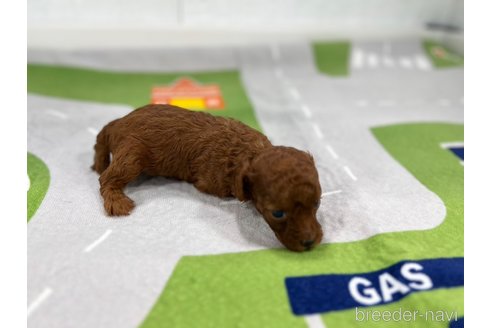 成約済の愛知県のトイプードル-349697の6枚目