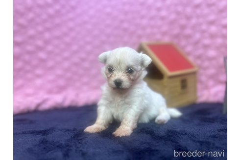 成約済の茨城県のミックス犬-349705の2枚目